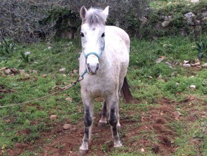 Dennnis - Horse treks on Hydra Island Greece with Harriet Jarman of Harrie's Hydra Horses