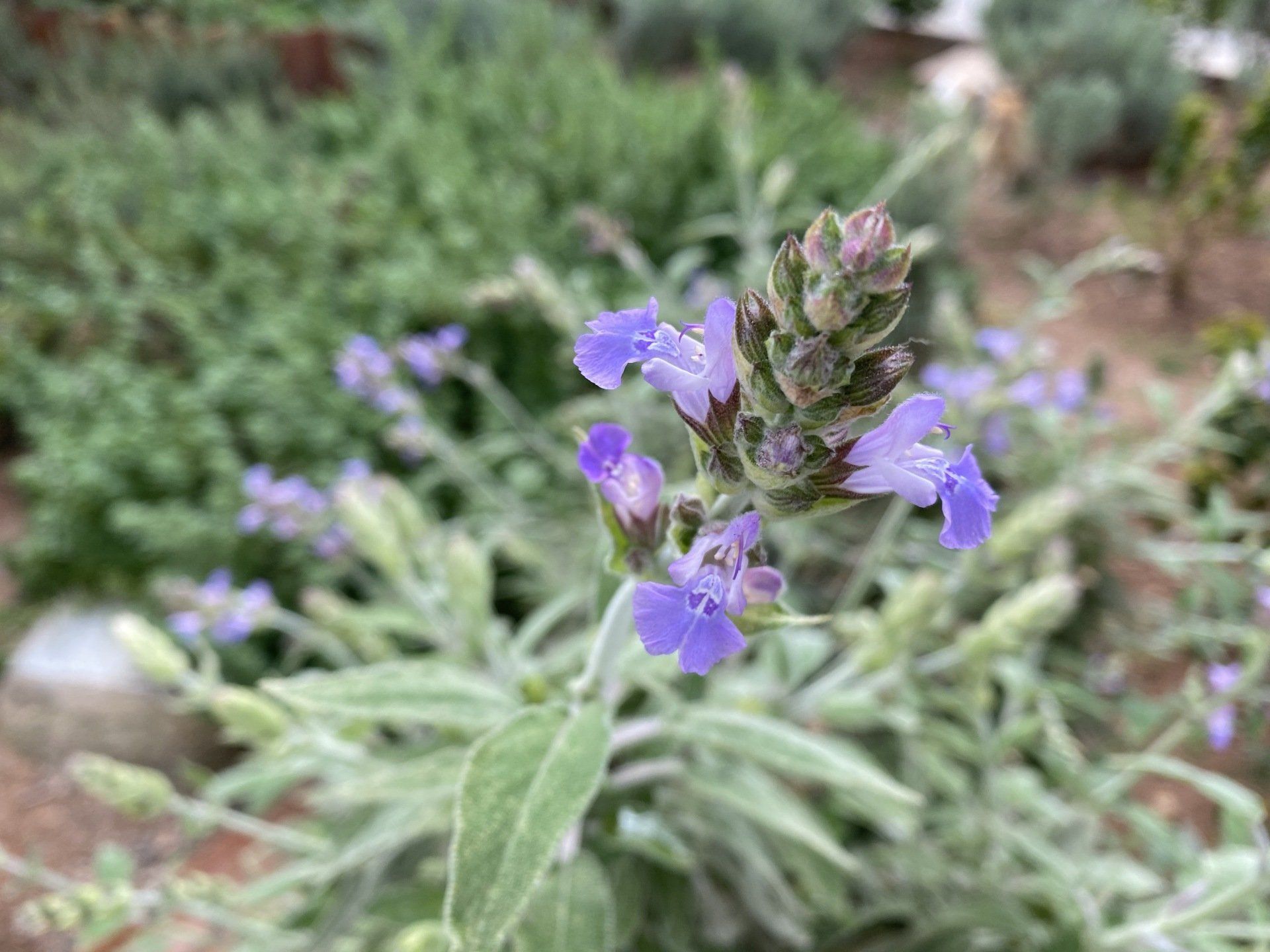 Spring flowers on Hydra Island Greece