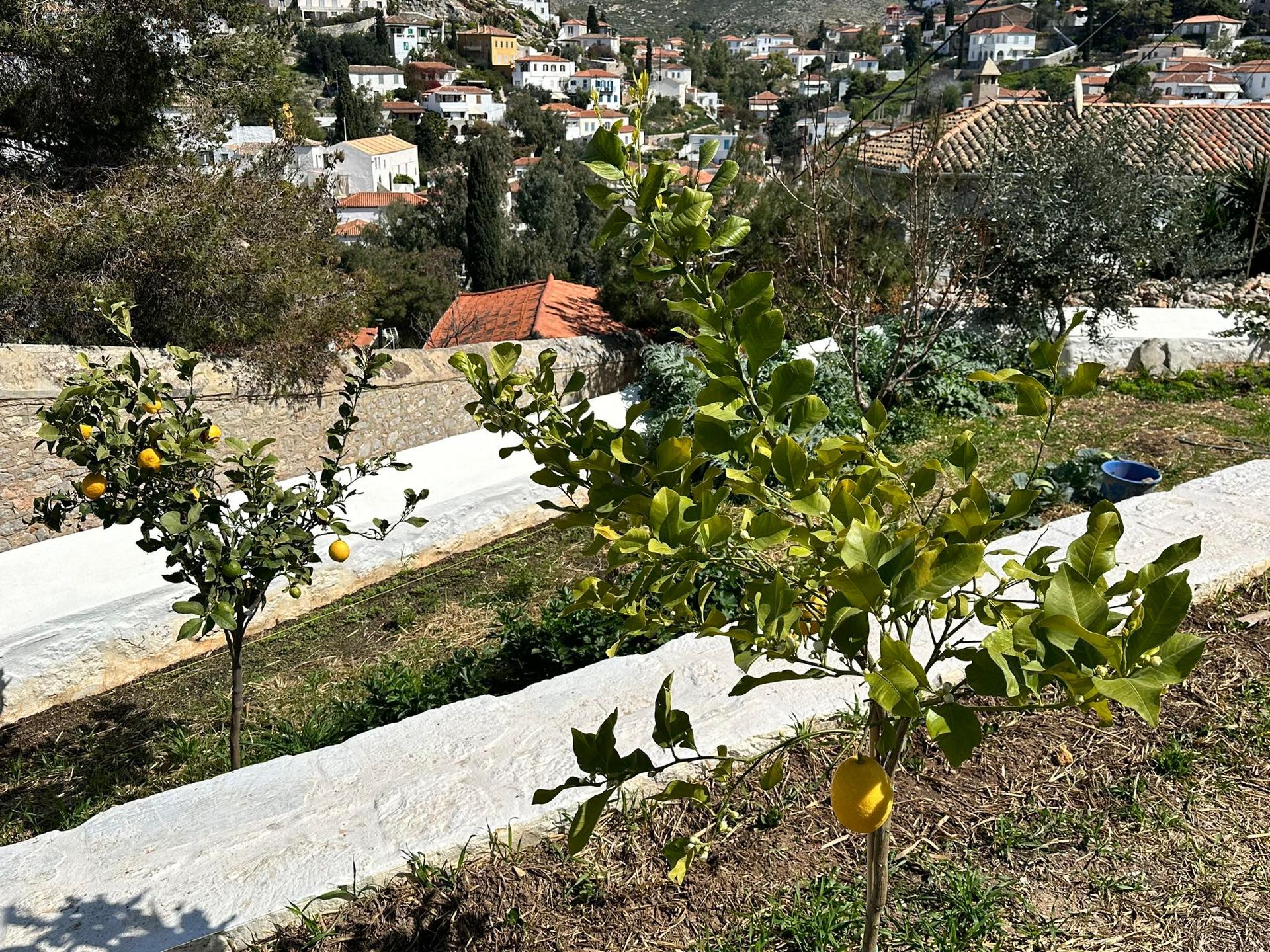 Wedding guest location can pick their own lemons at Hydra Homesteads, luxury holiday accommodation on Hydra Island Greece.
