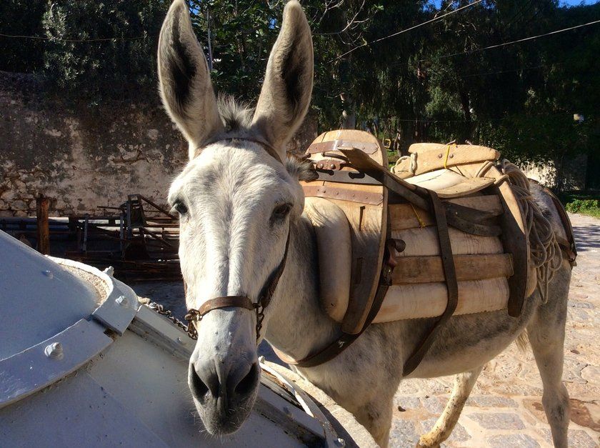 Mule Working equines on Hydra Island Greece