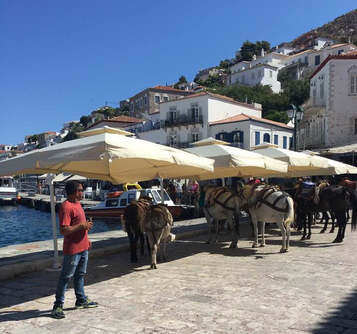 Mules in the shade on Hydra harbour on the Greek Island of Hydra.