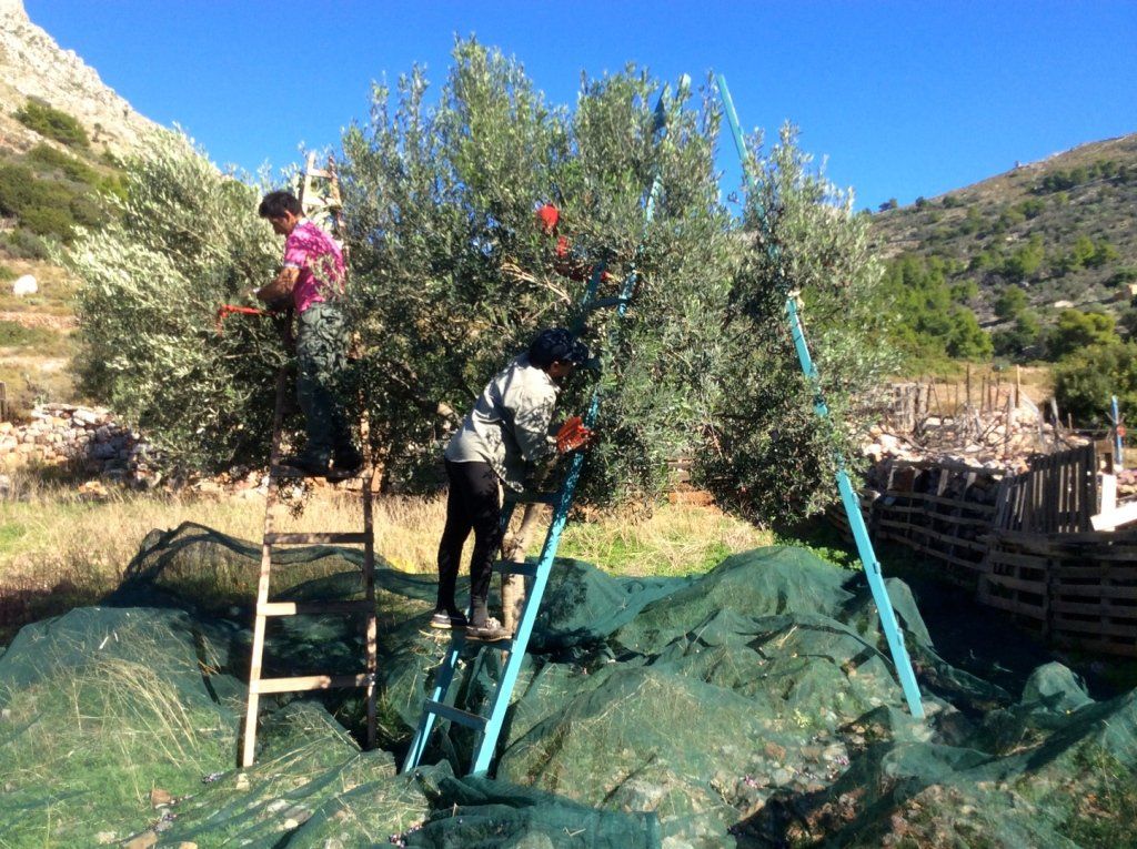 Olive harvest and production at Palamida on Hydra Island Greece.