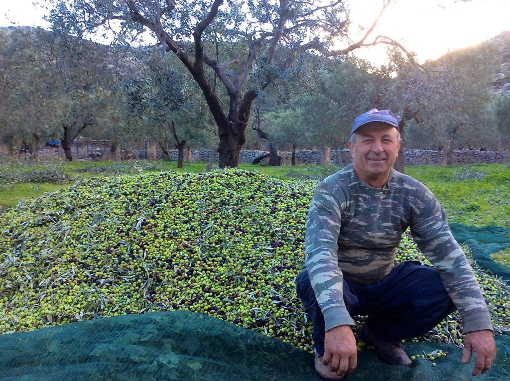 Olive harvest and production at Palamida on Hydra Island Greece.