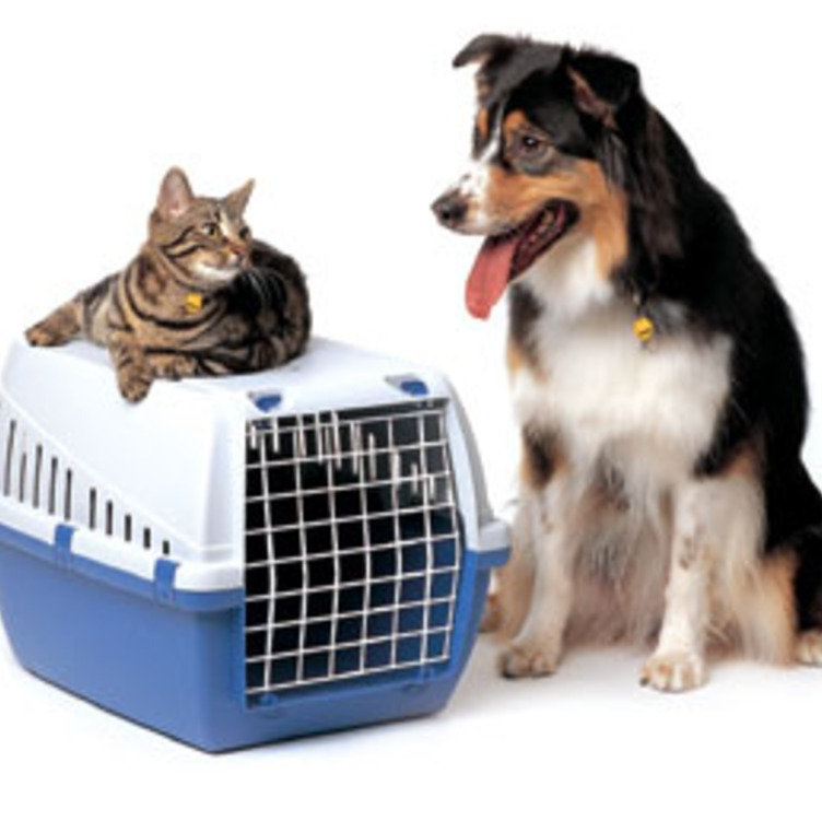 Travelling with pets to Hydra Island Greece