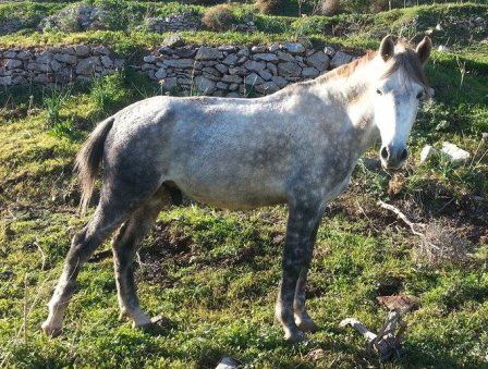 Roulis - Horse treks on Hydra Island Greece with Harriet Jarman of Harrie's Hydra Horses