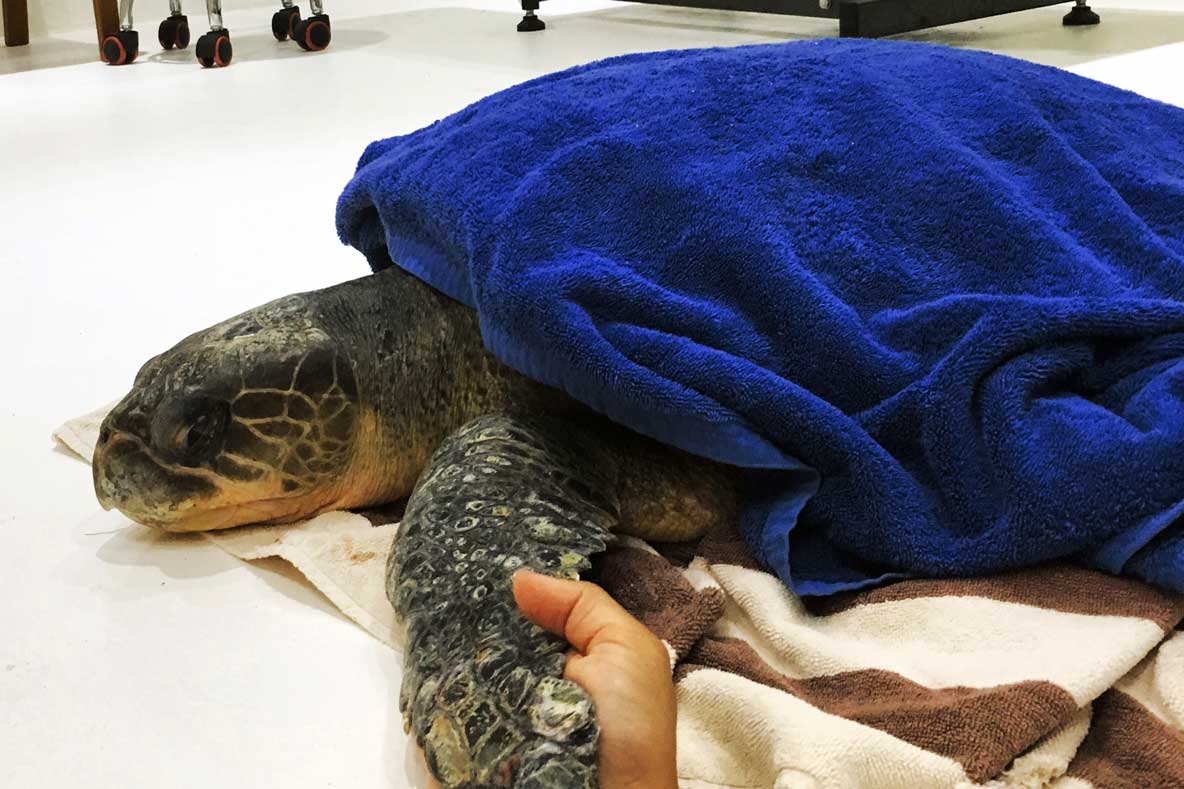 Recovery position for injured or sick sea turtle. Recovery position for injured or sick sea turtle.