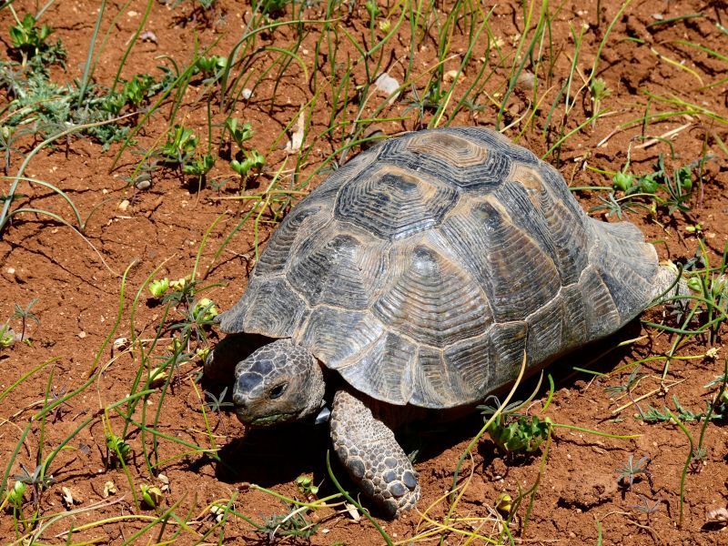 Greek Tortoises on Hydra Island Greece