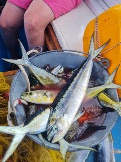 Fishing Trips on Hydra Island Greece with Dimitris and Hydra Fishing Trips