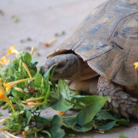 Wildlife on Hydra Island Greece