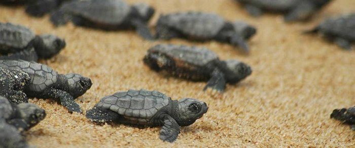 Caretta Caretta hatchlings making their way to the sea on Mykonos Caretta Caretta hatchlings making their way to the sea on Mykonos