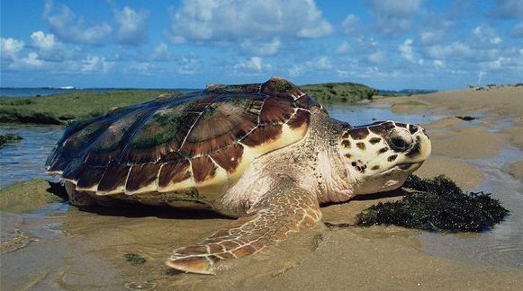 Female coming on to the beach in Crete to lay her eggs Female coming on to the beach in Crete to lay her eggs.