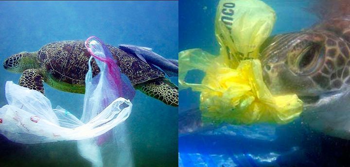 Plastic in the sea is a major life-threatening danger to sea turtles. Plastic in the sea around Hydra is a major life-threatening danger to sea turtles.