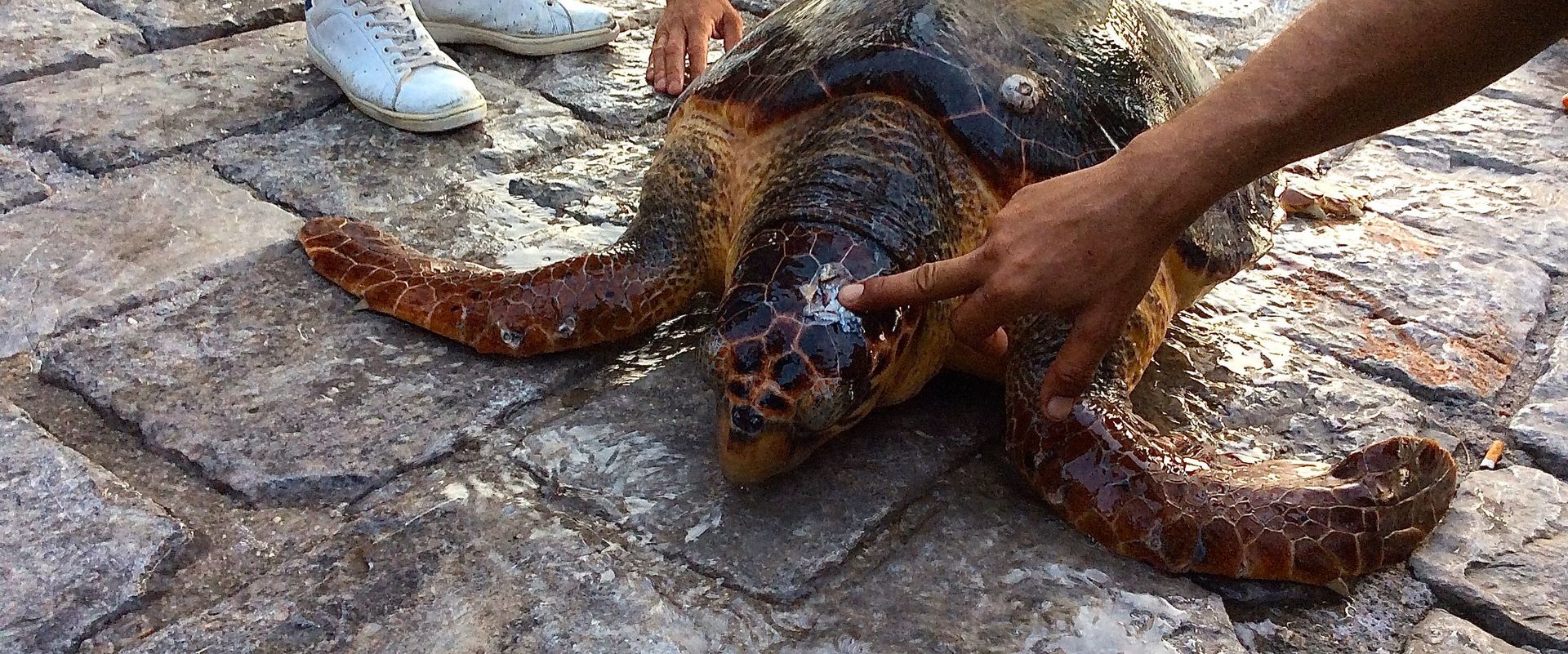 Hydra 10 October 2018 (Copyright Kelsey Edwards) Rescued Caretta Caretta Loggerhead Sea Turtle on Hydra Island Greece. (10 October 2018). This sea turtle had been hurt by a bad blow to the head, probably by a collision with a boat. It was transported to the rescue centre for treatment.