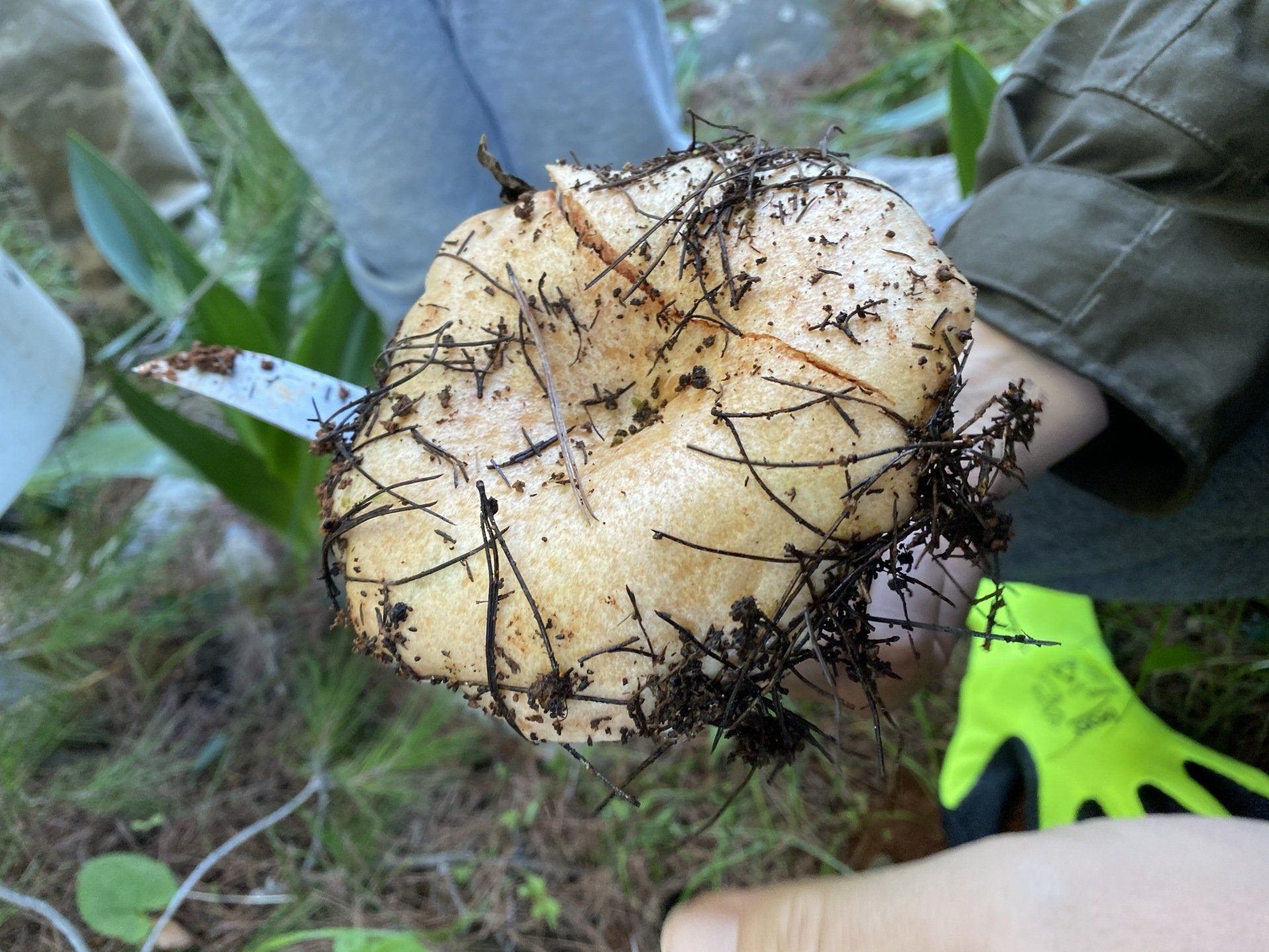 Identifying edible mushrooms on Hydra Island Greece - mushrooming with Kelsey Edwards of Hydradirect.