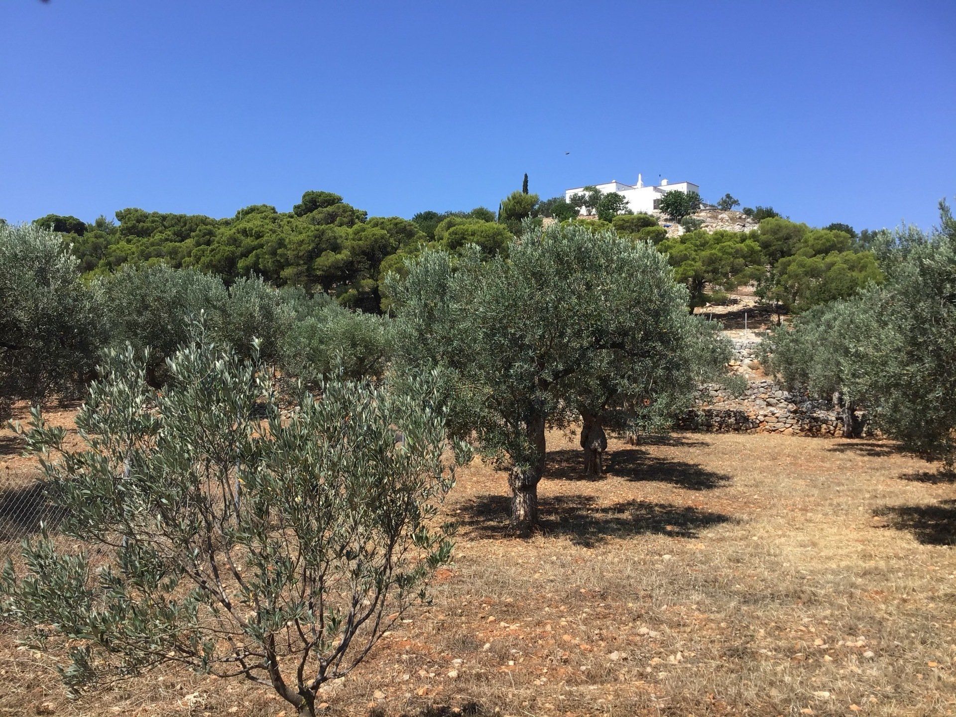 Horse treks to Episkopi with Harriet's Hydra Horses