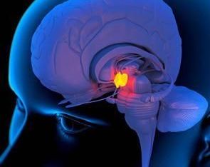 Activación y funcionalidad de la Glándula Pineal.