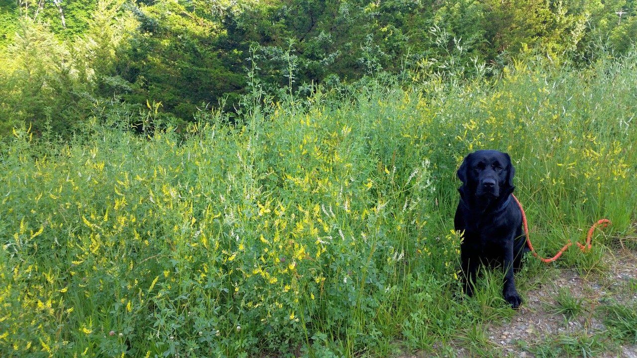 Training: Drop the Leash