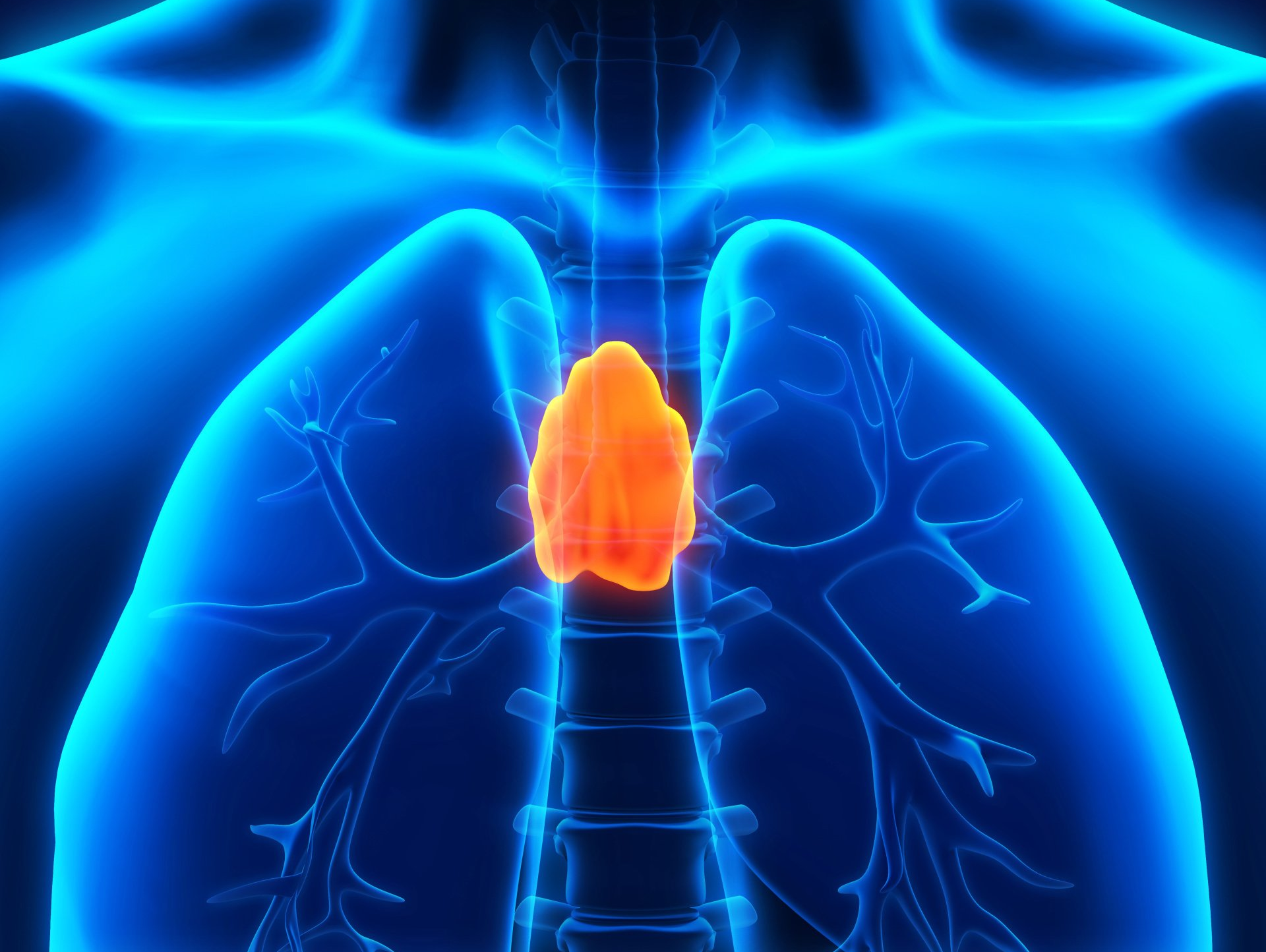 Thymusdrüse Thymusdrüse