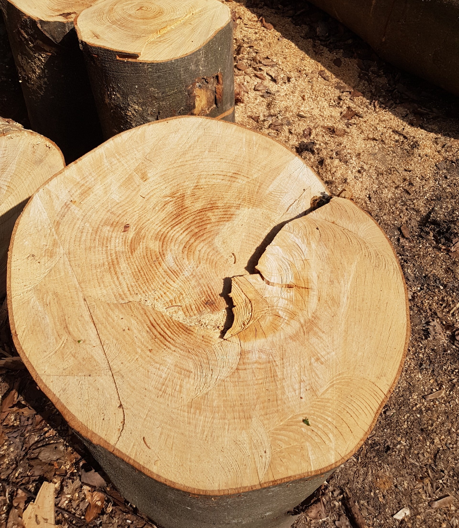 Chemische Analysen auf Holzschutzmittel oder sonstige Belastung der Hölzer