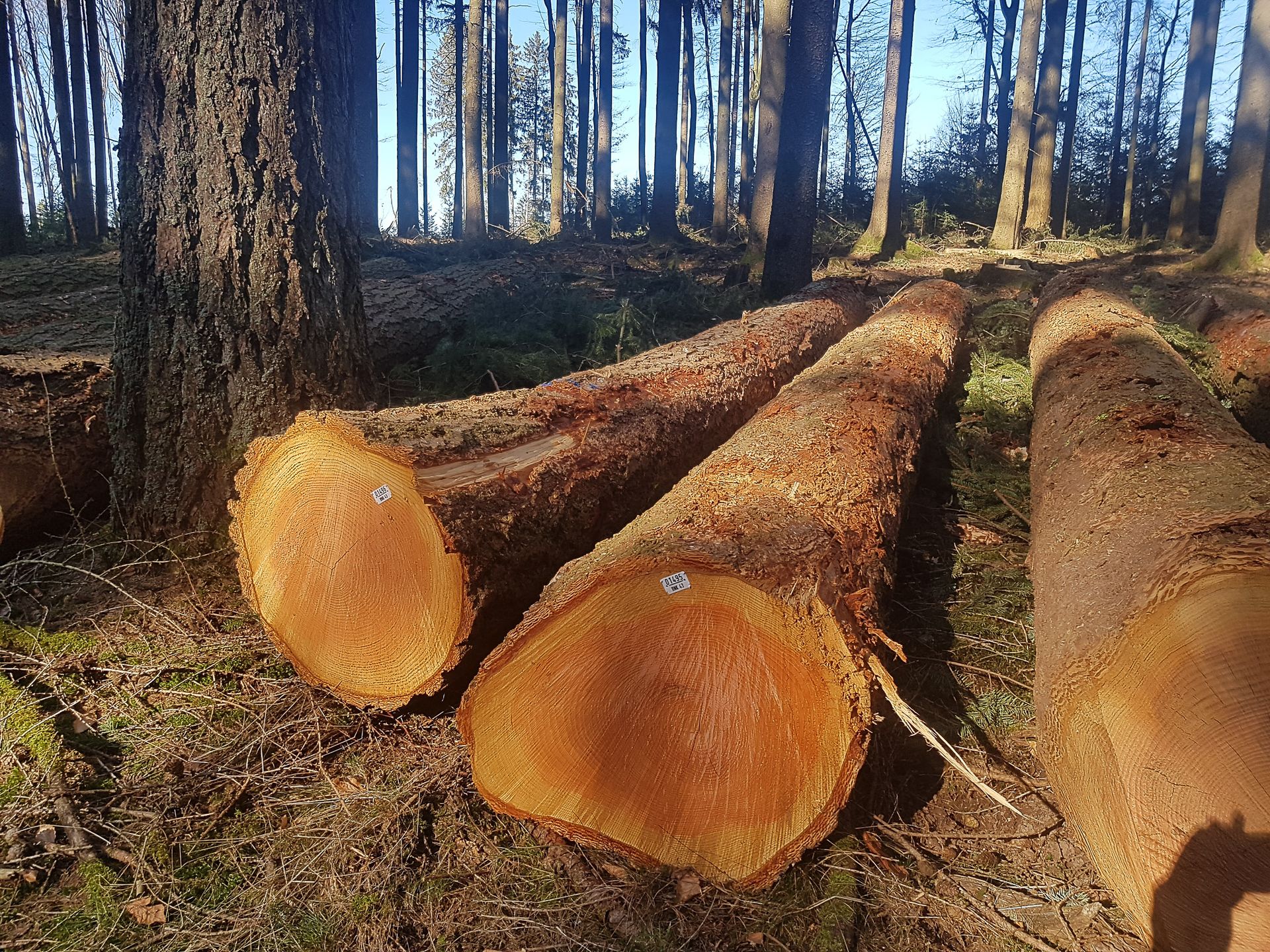 Fachwissen zum Zertifikat ,,Sachverständiger für Holzschutz