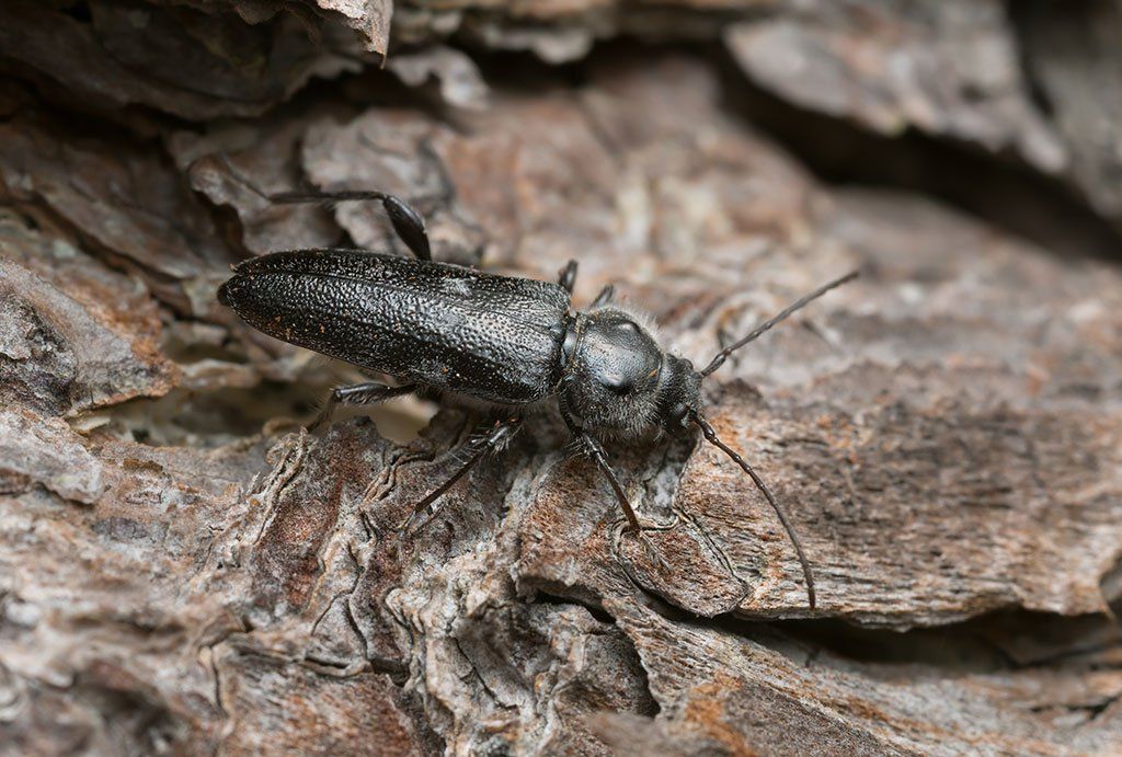 Bekämpfung holzschädigender Pilze und Insekten