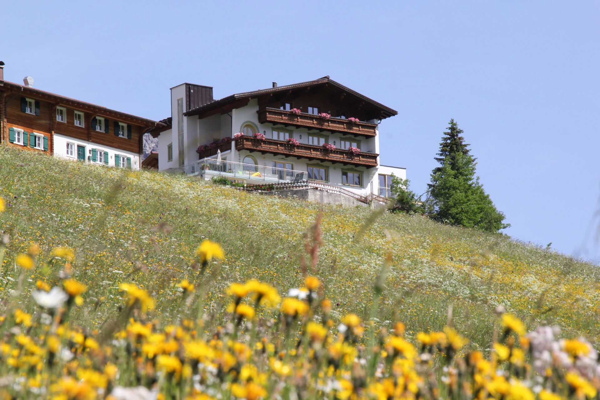 pension-bergland-lech-blumenwiese-frühsommer