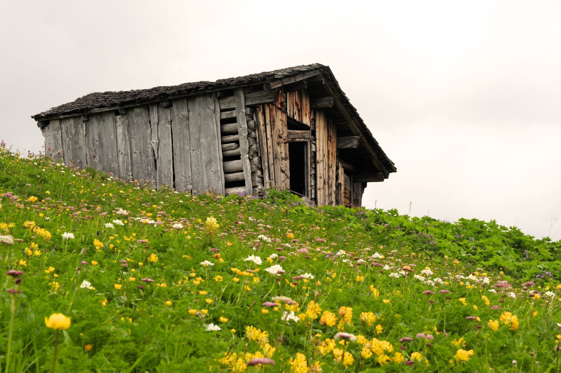 blumenwiese-und-scheune-im-pazuel-zuers