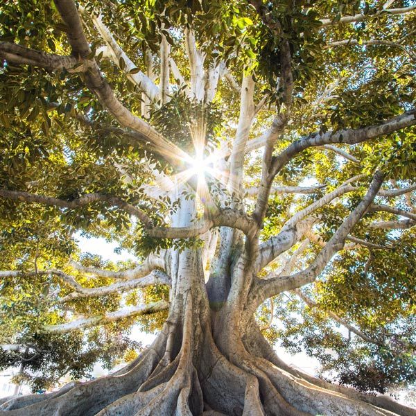 Roots Image Roots Image