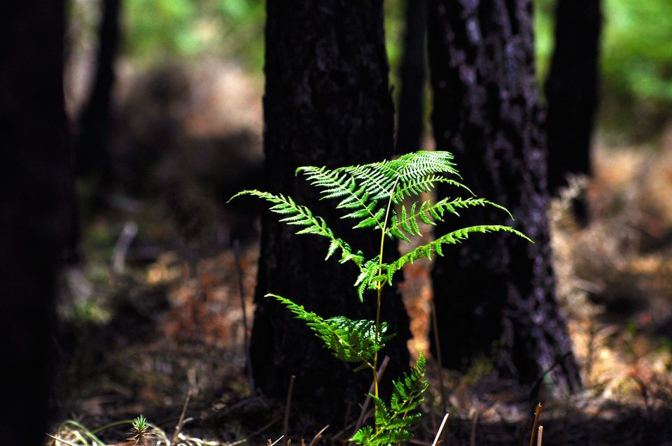 Minimum viable audience