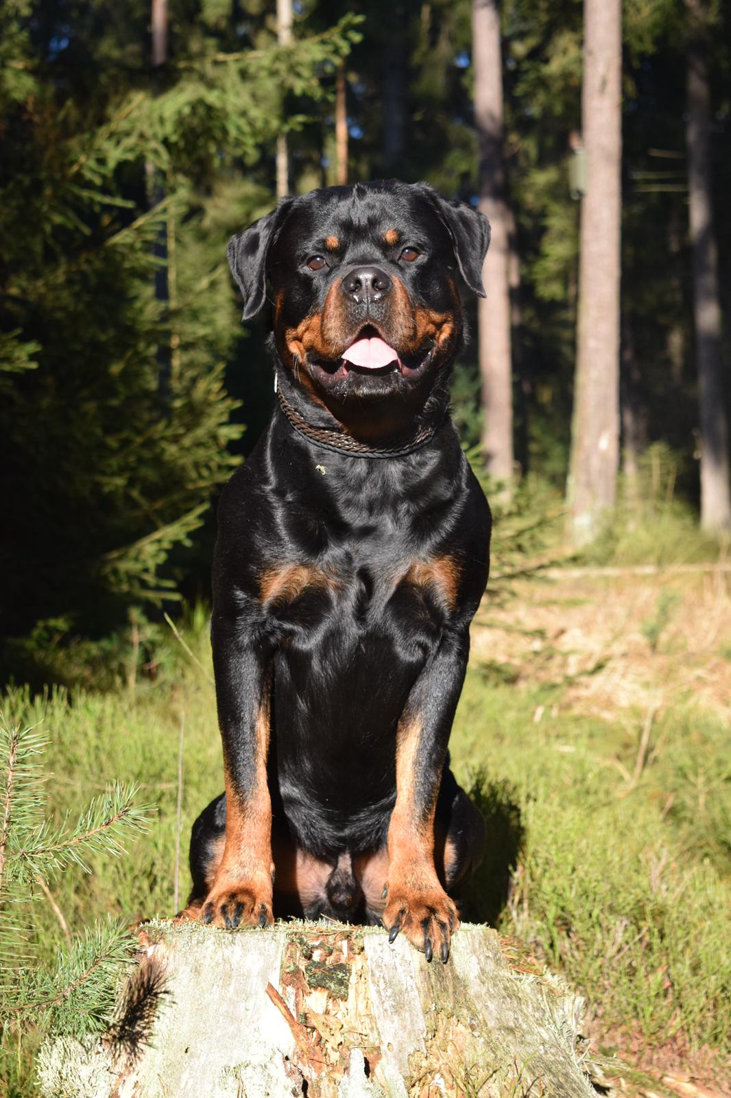 Mad Max vom Zipfelbach