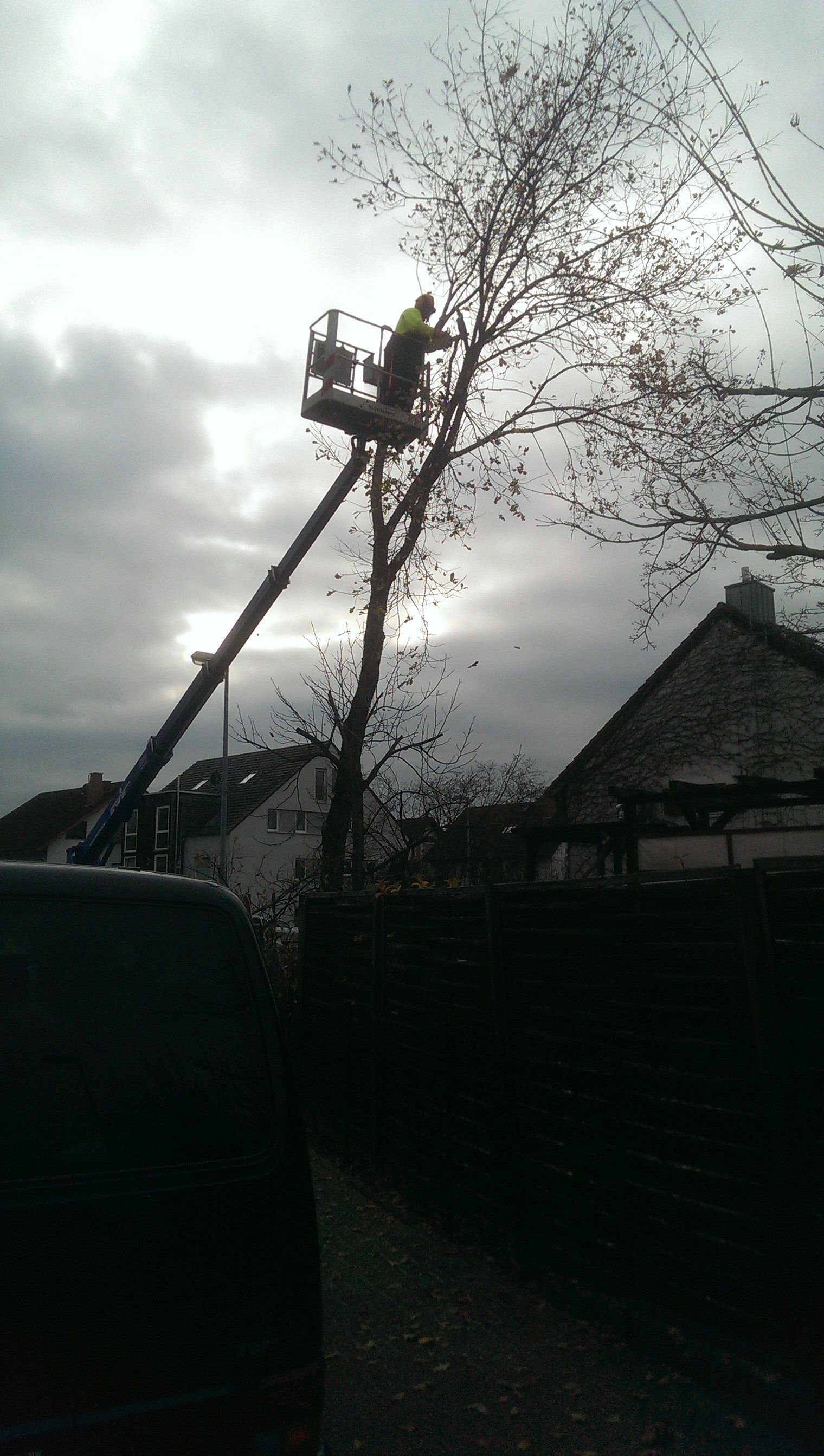 Baumfällung, Baumpflege, Baumschnitt