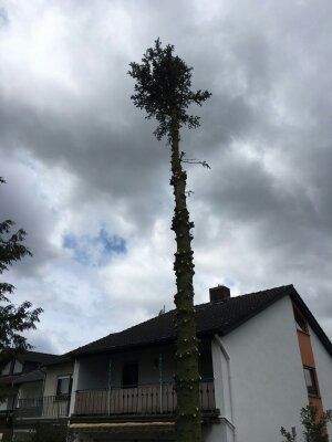 Baumfällung, Baumpflege, Baumschnitt