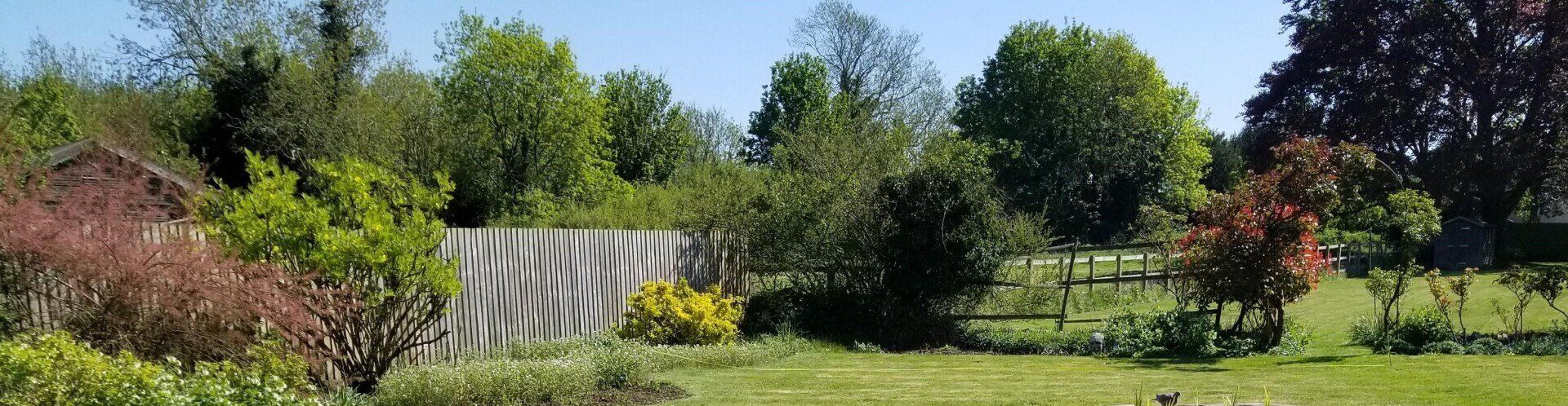 Wildlife friendly garden design with better climate resilience and responsible water use in  mind. Hand drawn designs, plans and illustrations, Oundle, Stamford, Peterborough, London and UK