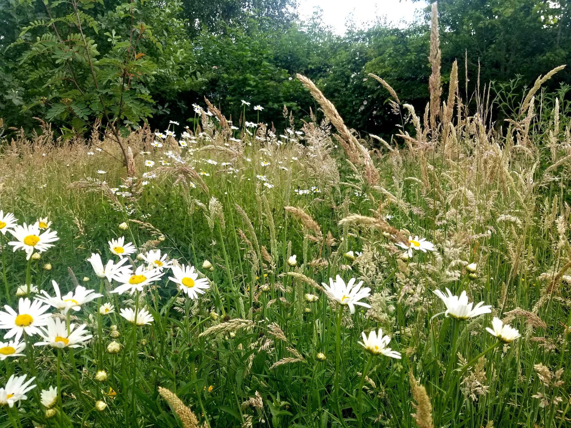 Sustainable, low maintenance garden design Oundle, Stamford, Peterborough, Northamptonshire