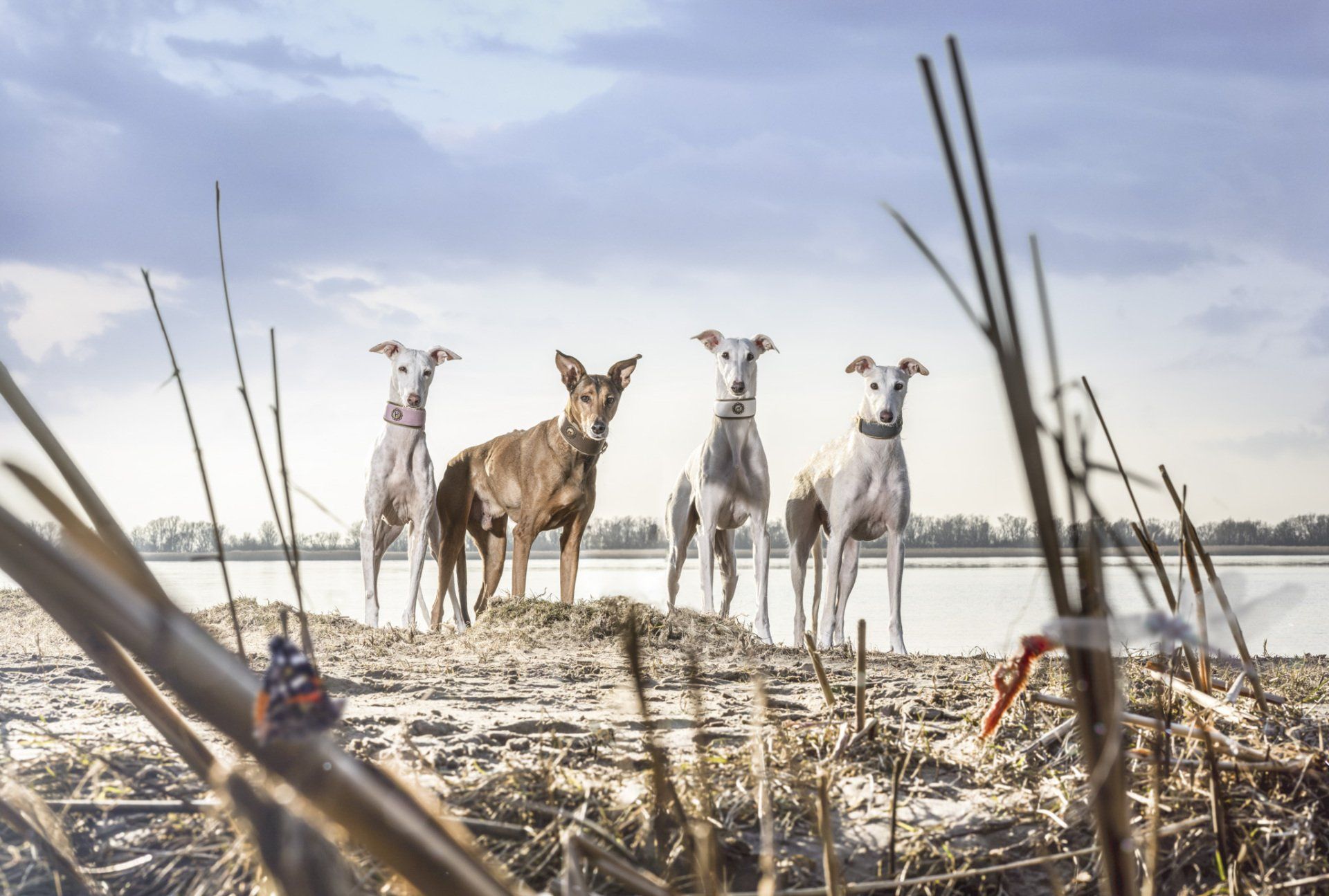 Hundefoto am Strand von Glückstadt im Sonnenuntergang