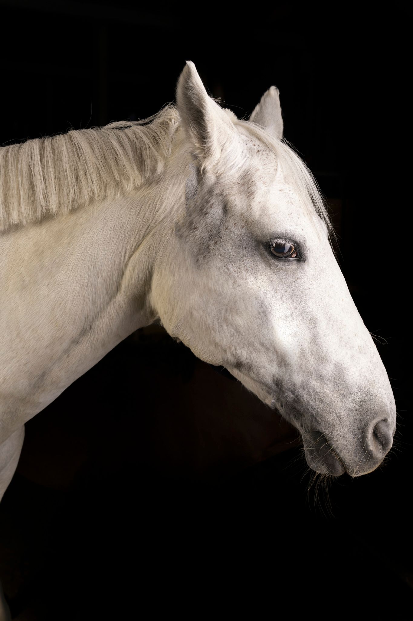Araber-Hengst im Galopp, dynamische Pferdefotografie in der Wilstermarsch.