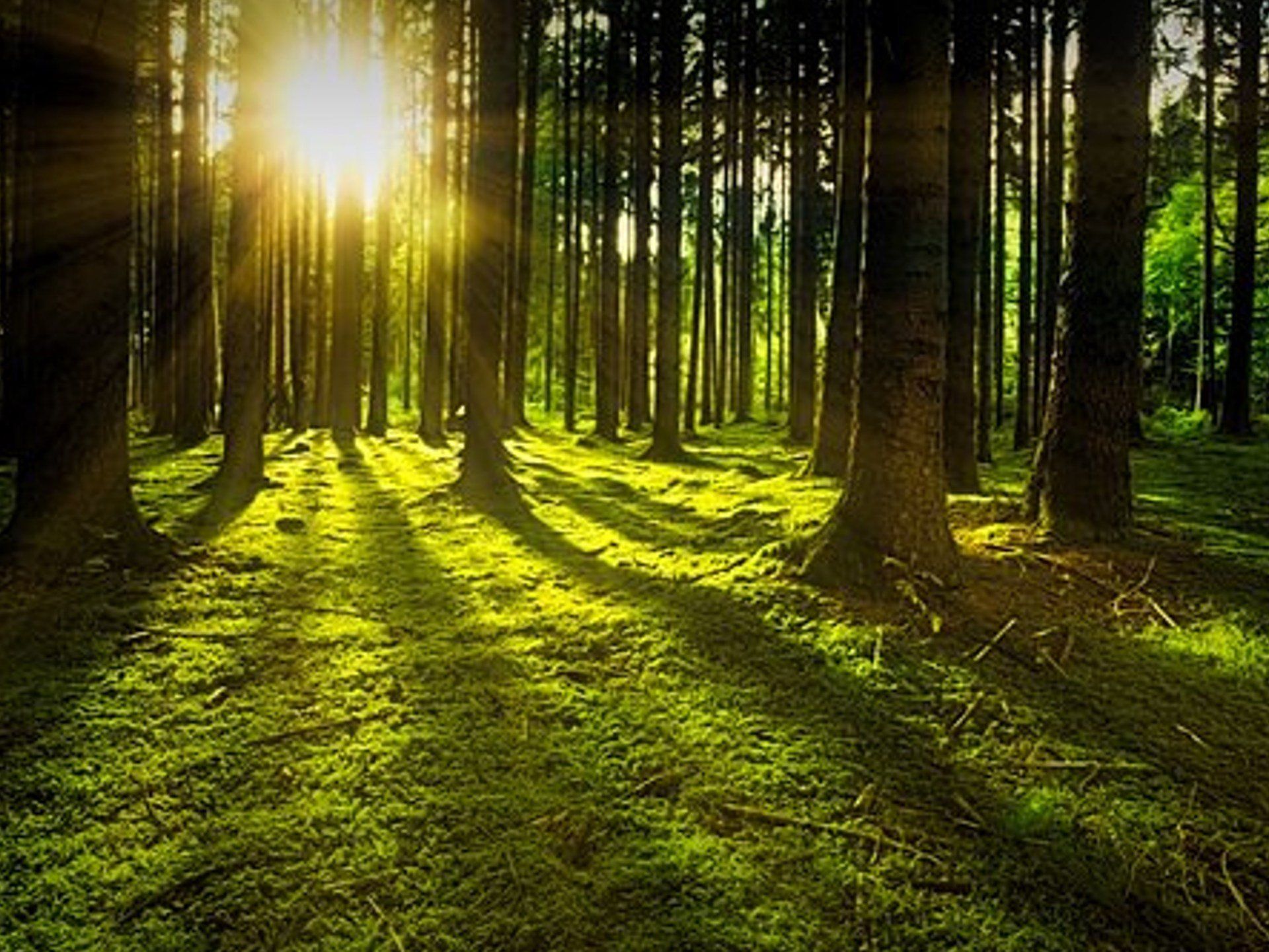 AZÜ.SH Outdoor Shinri Yoku Waldbaden Kurs Lehrgang Deutschland Schleswig-Holstein