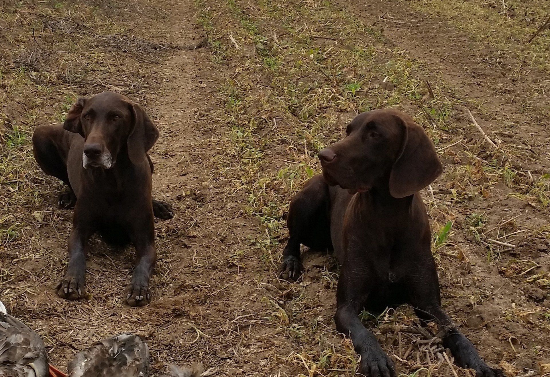 Bika und Flora beim Training für die IKP