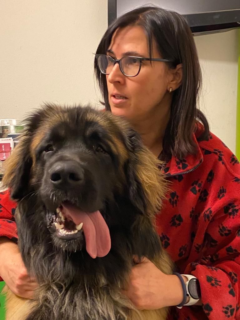 Leonberger Louis beim regelmäßigen Osteopathie Check-Up in Augsburg