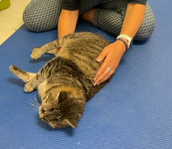 Nicht nur Hunde sondern auch Katzen werden bei HerzHirnHund osteopathisch behandelt.