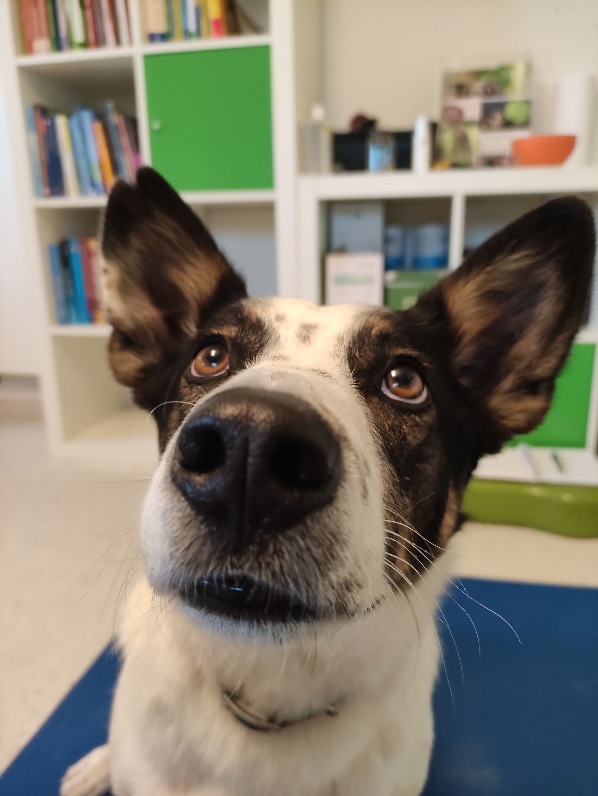 Hund Shani bei seiner Behandlung in der Praxis HerzHirnHund im Raum Augsburg und Günzburg.