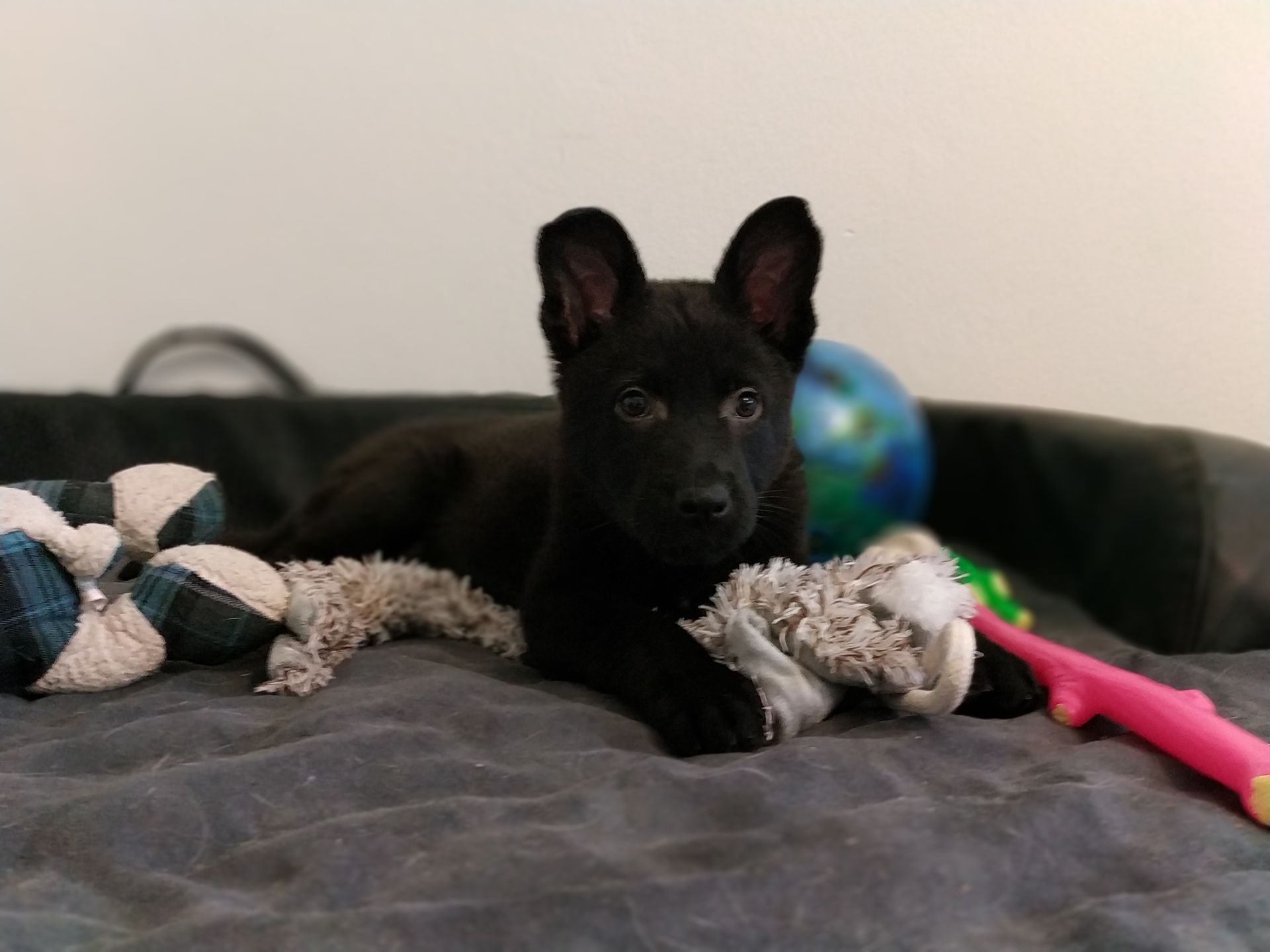 Auch Welpen können schon Probleme im Bewegungsapparat haben.