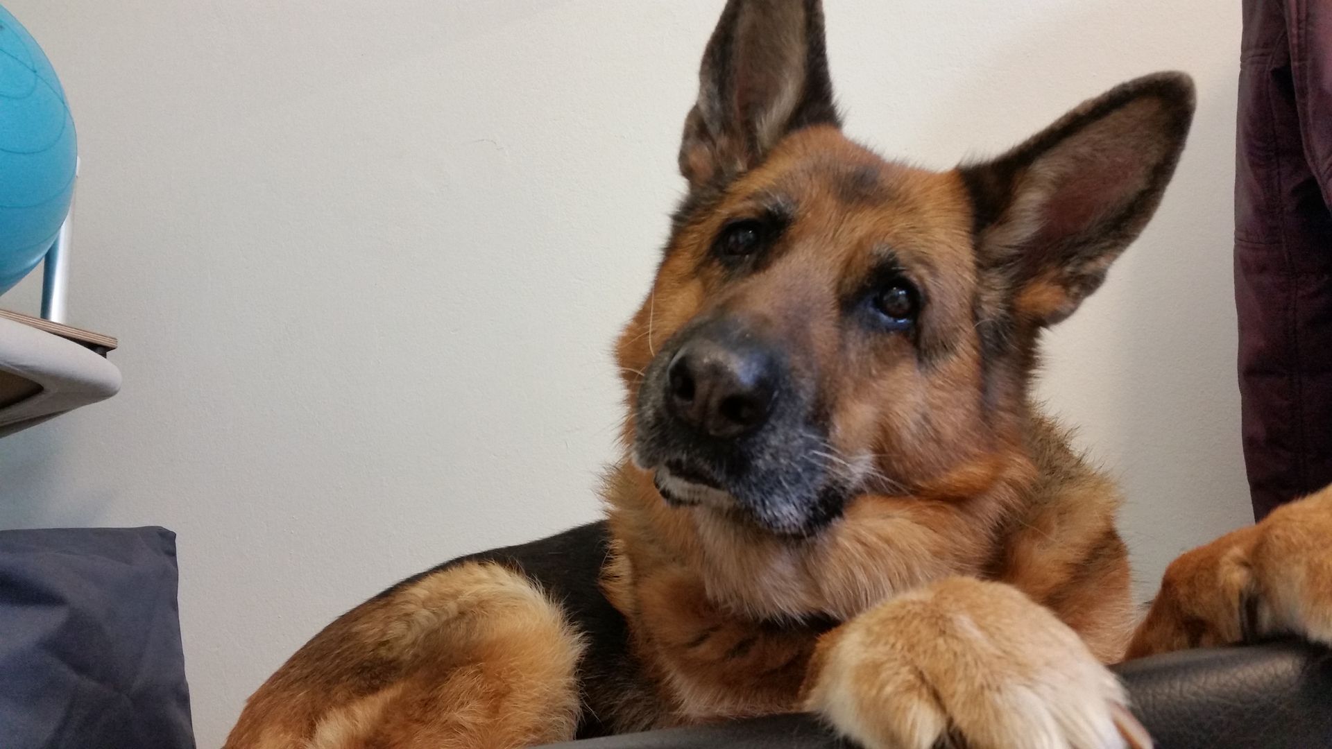 Spondylose beim Hund kann wirksam mit Physiotherapie behandelt werden.