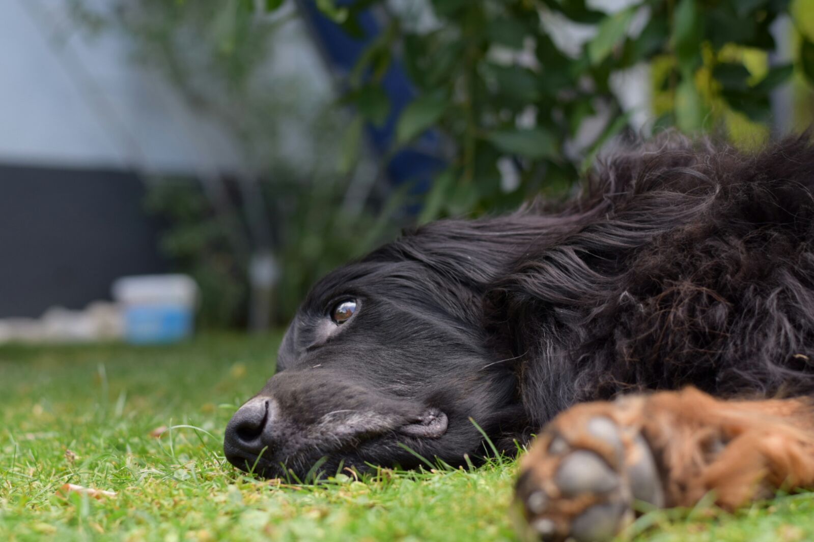 Auch alte Hunde profitieren von einer osteopathischen Behandlung bei HerzHirnHund
