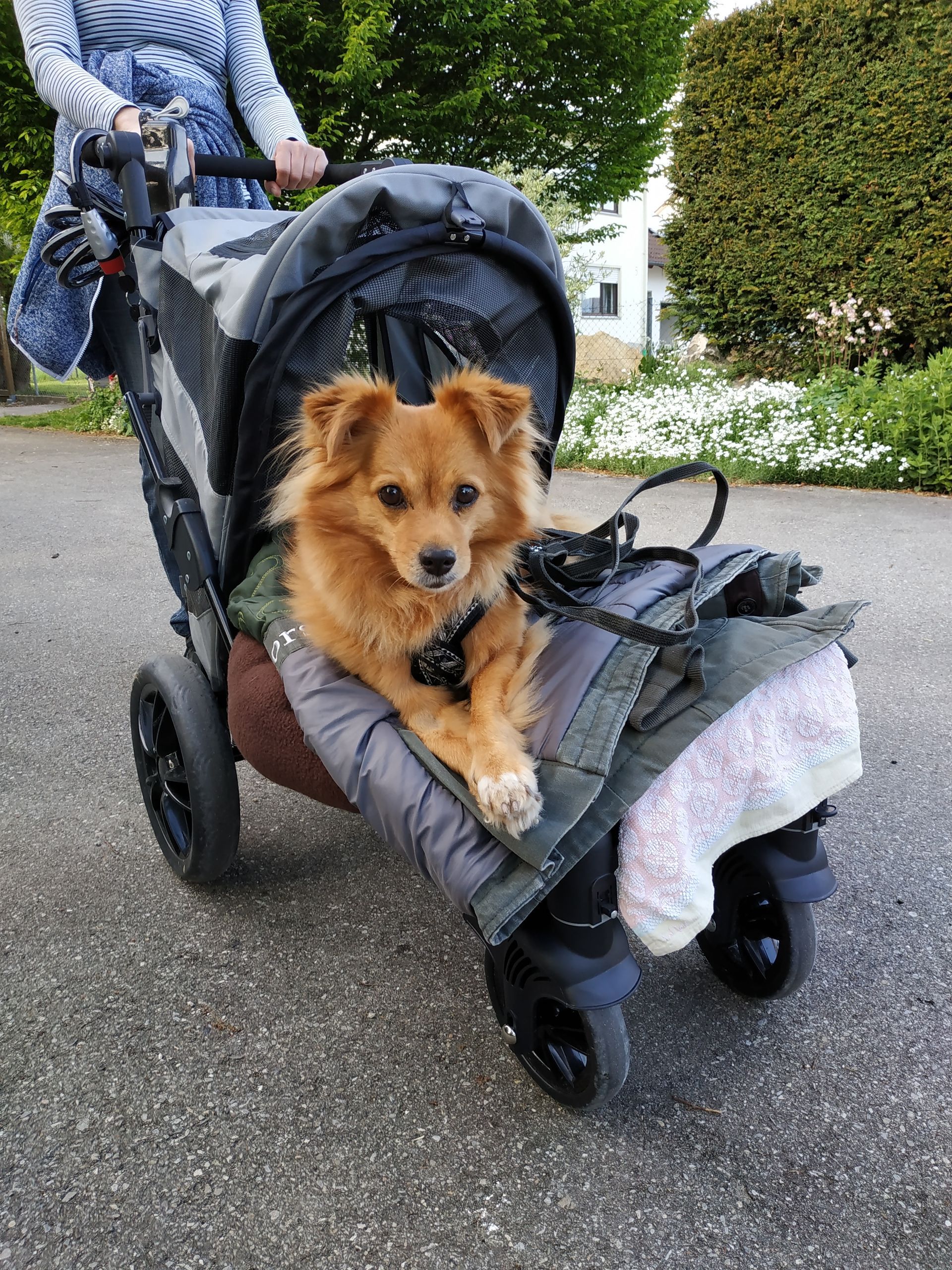 Dolly hinkt, weil sie einen versteiften Ellenbogen hat.