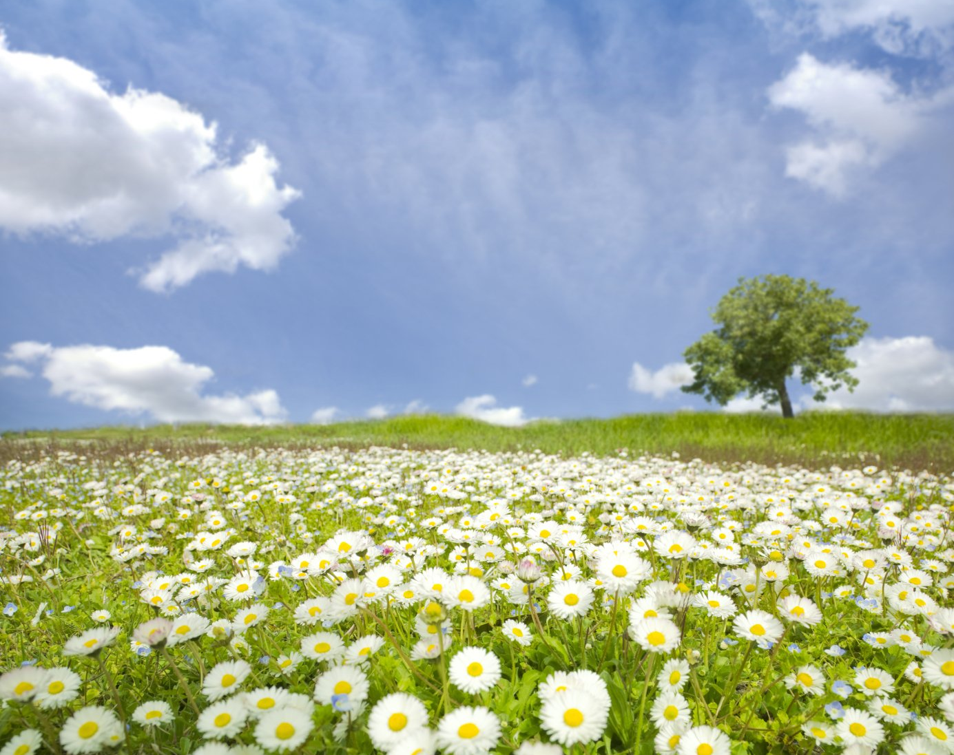 Blumenwiese bei der Wanderung im Urlaub auf der Schwäbischen Alb