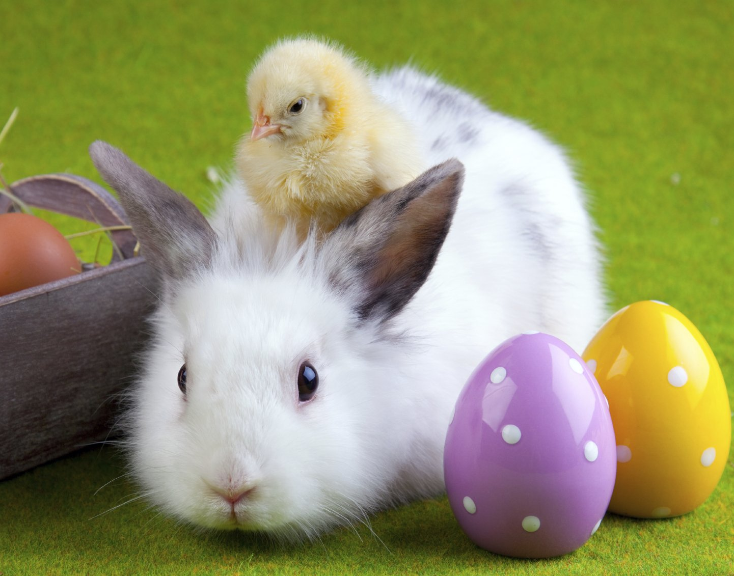 Ostern auf der Schwäbischen Alb: Frühlingshafte Feiertagsstimmung für Familien, Genießer und Naturliebhaber. Ostern Schwäbische Alb – Osterhase mit Küken und bunten Ostereiern im Frühling