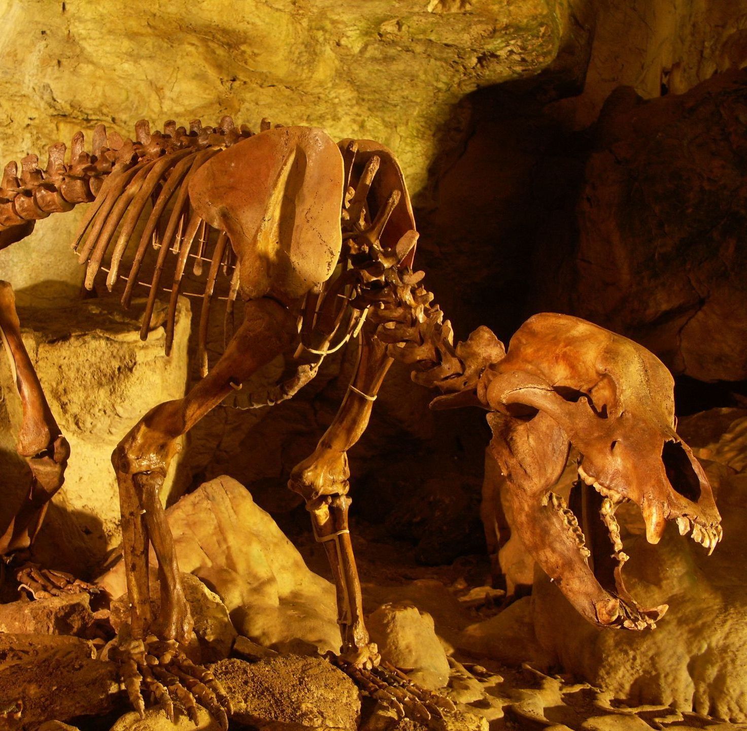 Bärenhöhle Sonnenbühl | Höhlen | Höhlenwelten | Nebelhöhle