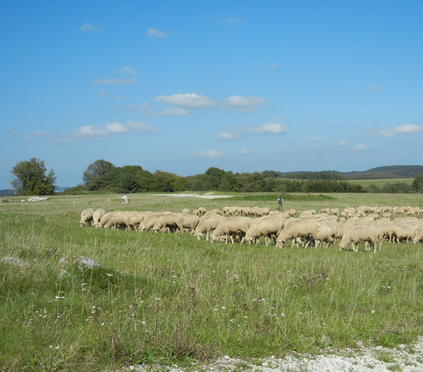 Ehemaliger Truppenübungsplatz Münsingen Ehemaliger Truppenübungsplatz Münsingen