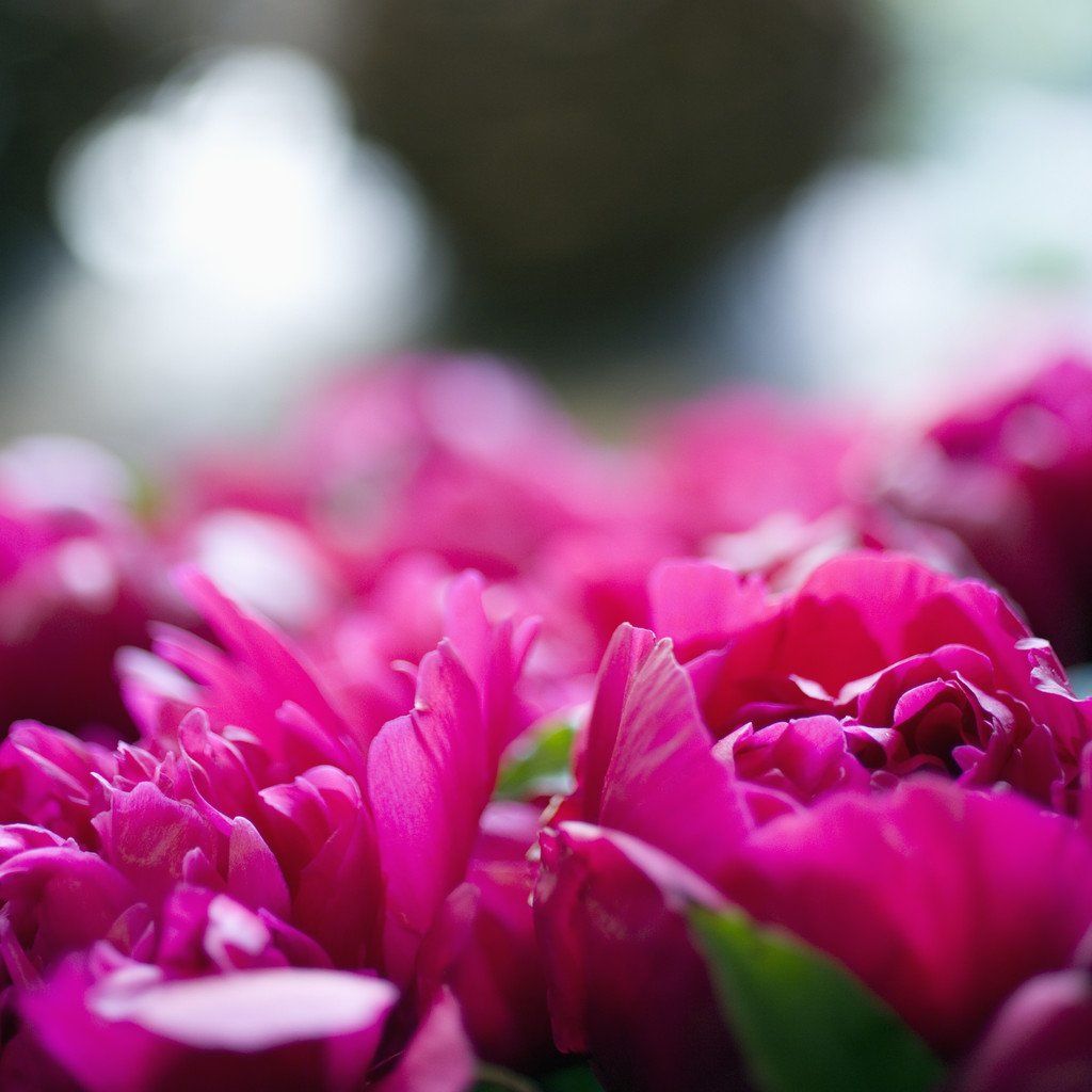 Pfingstrosen blühen auf der Schwäbischen Alb